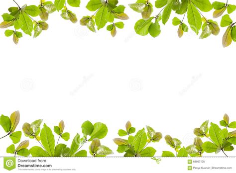 Folhas Do Verde Isoladas No Fundo Branco Imagem De Stock Imagem De