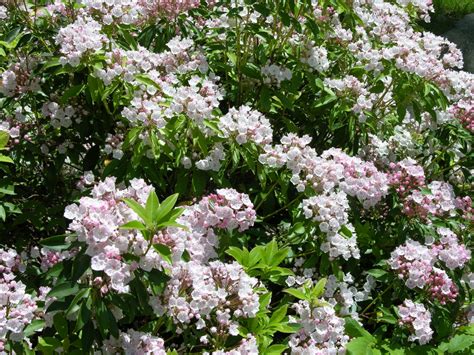 Plant Profile Mountain Laurel Kalmia Latifolia