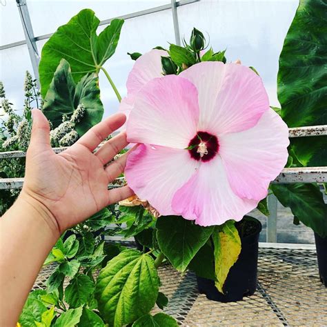 Hibiscus Luna Pink Swirl Luna Red Luna Rose Debs Greenhouse Garden