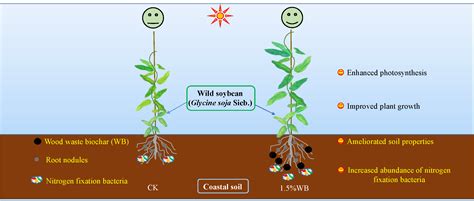 Agriculture Free Full Text Biochar Enhanced Growth And Biological