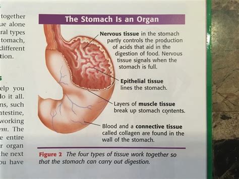 Biology Pre Comp Flashcards Quizlet