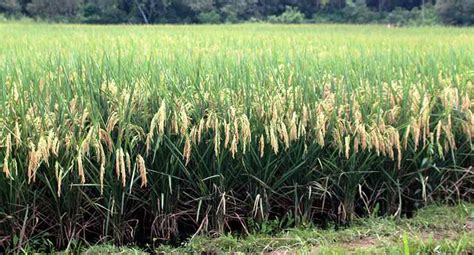 Bactericida para controlar el añublo bacterial en el arroz