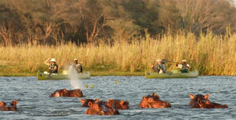 Zambezi Canoe Safari Journeys By Design