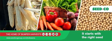 Seed Co Botswana On Linkedin Seedcobotswana Itstartswiththerightseed