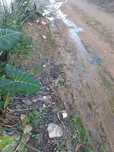 Moradores Da Santa L Dia Querem Manuten O Em Rua Coberta Por Lama E