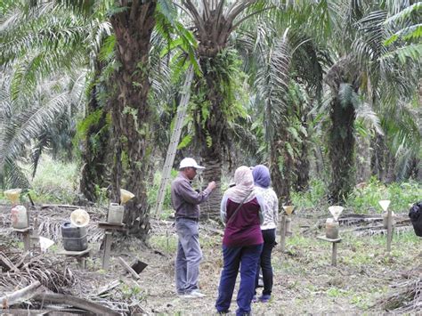 Growing palm oil on former farmland cuts deforestation, CO₂ and ...