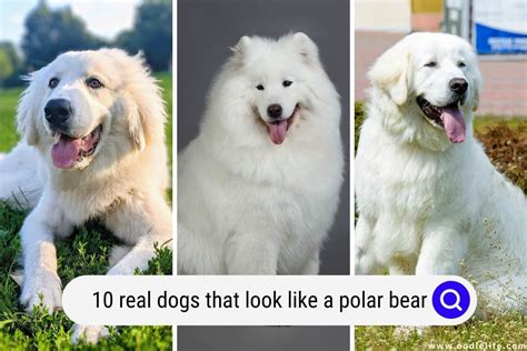 Dog That Looks Like A Polar Bear