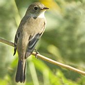 Willow Flycatcher | Ask A Biologist