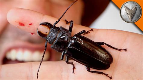 Large Insects With Pinchers