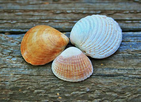 Accented Sea Shells Free Stock Photo Public Domain Pictures