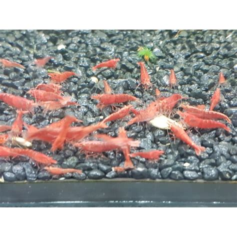 Krewetka Neocaridina Sakura Red Szt E Krewetki