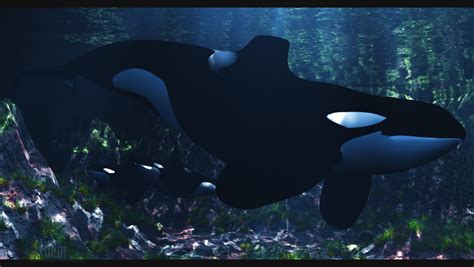 Keiko :: Orca by DrowElfMorwen on DeviantArt