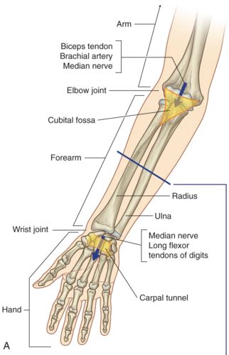 Unit 9 Cubital Fossa Anterior Forearm Wrist Flashcards Quizlet