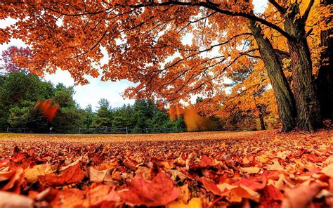 Hojas De Otoño Rojo Paisaje Hd Fondos De Pantalla Hojas Marrones Fondo De Pantalla Hd