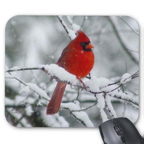 Red Cardinal In The Snow Mousepad Zazzle Holiday Stamping