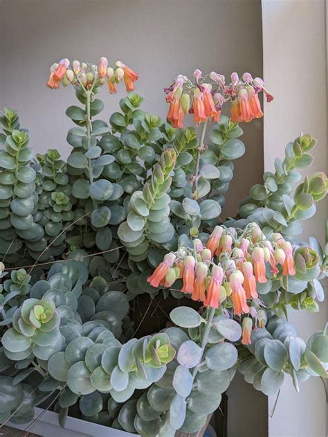 9 Best Mother Of Thousands Varieties Mother Of Million Types