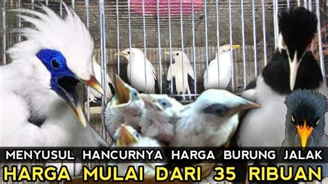 PETERNAK BURUNG JALAK BISA BANGKRUT HARGANYA MEROSOT TAJAM PASAR