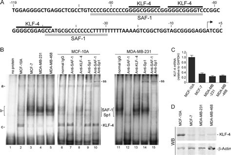 Klf Interacts With Vegf Promoter A Dna Sequences Of Vegf From