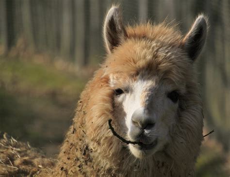 Kostenlose Foto Natur Haar Tier Pelz Portr T Flaumig Vieh