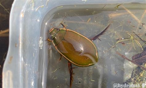 cybister rugosus macleay