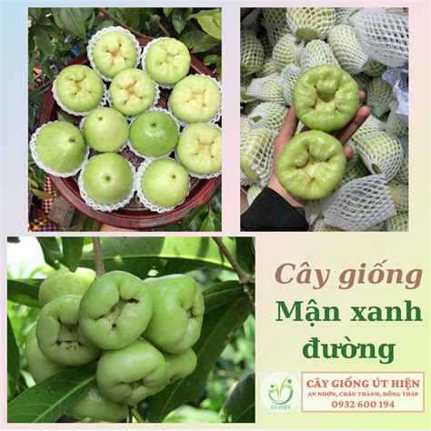 Cây Giống Mận Xanh Đường - Cho Trái Sau 4 Tháng Trồng