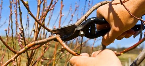 Pruning Peach Trees In 6 Steps