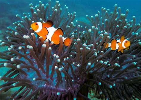 Clownfish Behavior - AnimalBehaviorCorner