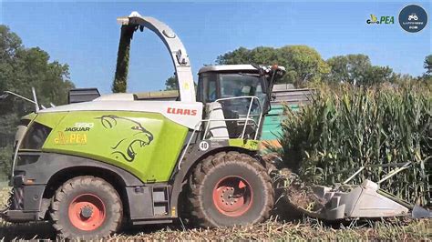 New Claas Jaguar 990 Special Orbis 900 12 Rows Gruppo PEA Corn