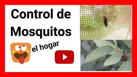 Control De Zancudos En El Hogar Corredores Verdes Tu Web De Ecolog A