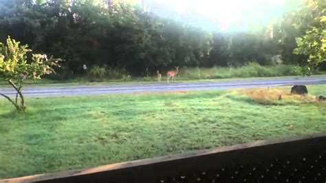 Deer In My Yard Youtube