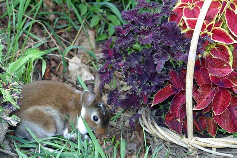 How Do Rabbits Communicate About Rabbits Rabbits Guide Omlet Us