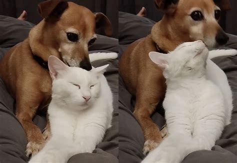 Cucciolo Di Cane Si Prende Cura Di Una Cerva Per Giorni