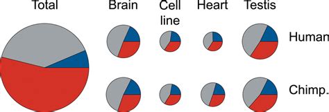 Distribution Of Expressed Probes Among Exons Introns And Intergenic