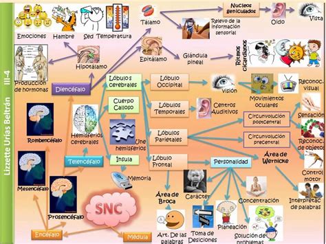 18 Mapa Mental Del Sistema Nervioso Para Ninos Pics Boni Images