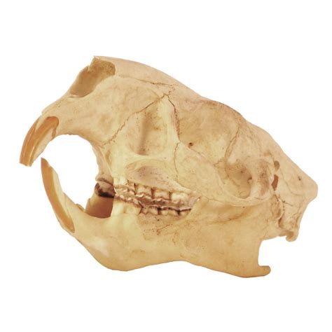 Javelina Skull Taxidermy Mounts For Sale And Taxidermy Trophies For Sale