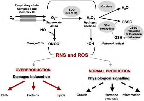 Mitochondrial Signalization By Ros In Cancer Cells The Mitochondrion