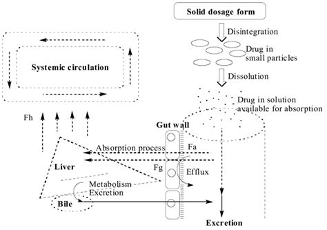 Schematic Representation Of Oral Delivery Process Of Drugs To Systemic