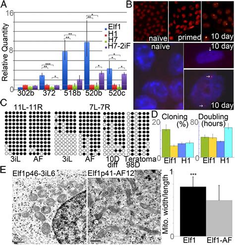 Derivation Of Naïve Human Embryonic Stem Cells Pnas