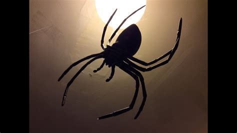 The Black Widows Den Spider Infestation Apartment Room Tour