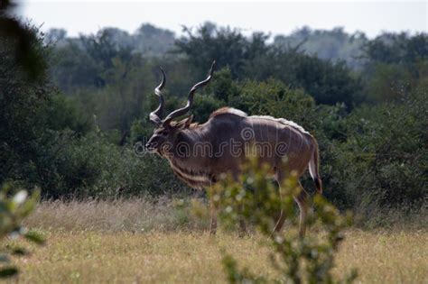 Greater Kudu Bull Isolated Stock Photo Image Of Tour