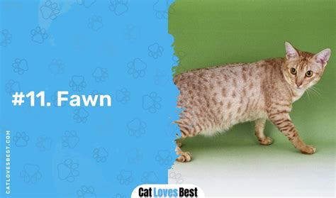 12 Beautiful Ocicat Colors (With Pictures)