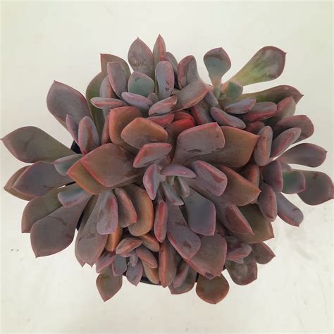 SP Garden Center Suculenta Graptoveria Debbie