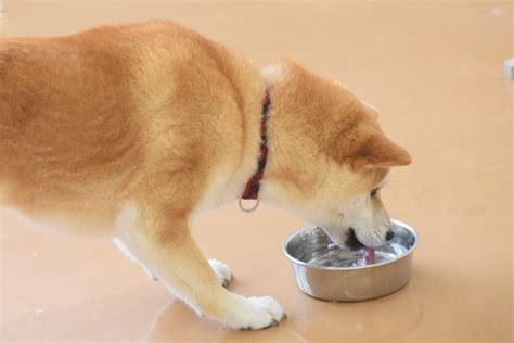 【獣医師が解説】犬の糖尿病を理解する：症状、原因、治療ガイド ベッツペッツ公式サイト