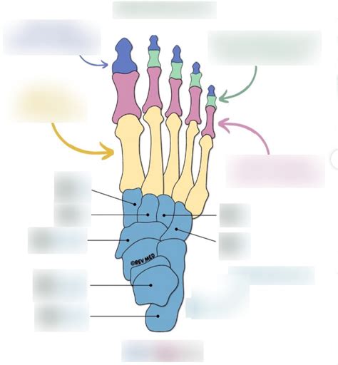 Tarsus Diagram Quizlet