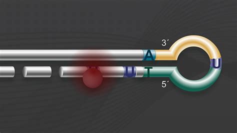 Nebnext® Ultra™ Ii Rna Library Prep Directional And Non Directional Neb