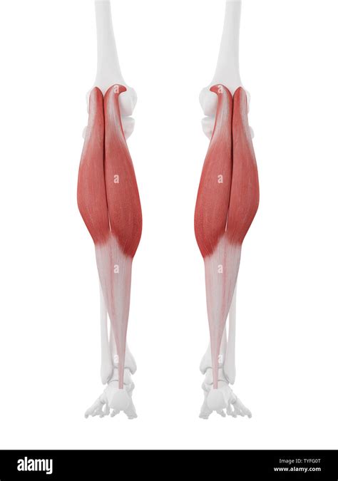 3d Rendered Medically Accurate Illustration Of The Gastrocnemius Stock