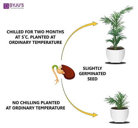 Photoperiodism, Vernalisation And Seed Dormancy - An Overview