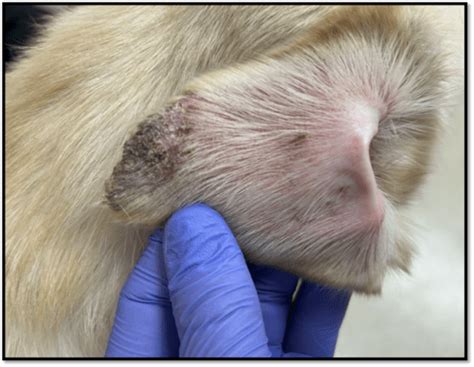 Pinnal Lesions In A Dog Dermavet