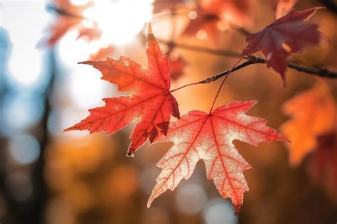 Hojas de arce rojas en otoño con sol y cielo AI Foto Premium