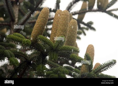 Young pine tree cones Stock Photo - Alamy